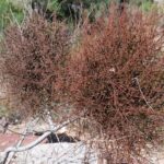 Desert Mistletoe (Phoradendron-californicum)