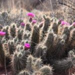 Engelmann’s Hedgehog Cactus (Echinocereus engelmannii)