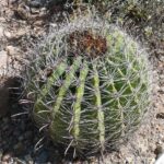 Fishhook Barrel Cactus (Feroocactus wislizeni)