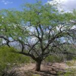 Mesquite Tree (Prosopis velutina)