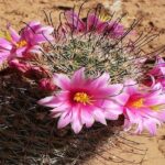 Pincushion Cactus (Mammillaria microcarpa)