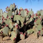 Prickly Pear Cactus (Opuntia engdmannii)